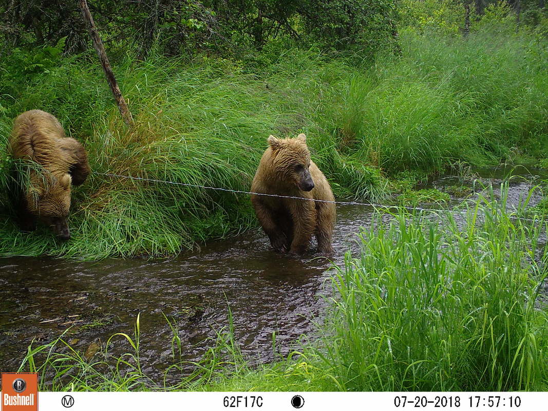 Trail camera photo of two bears at stream in natural area