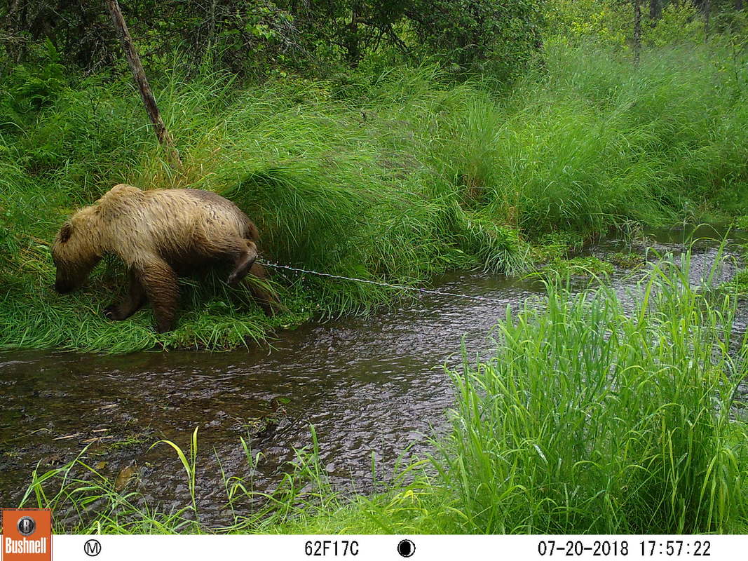 Trail camera photo of bear at stream in natural area