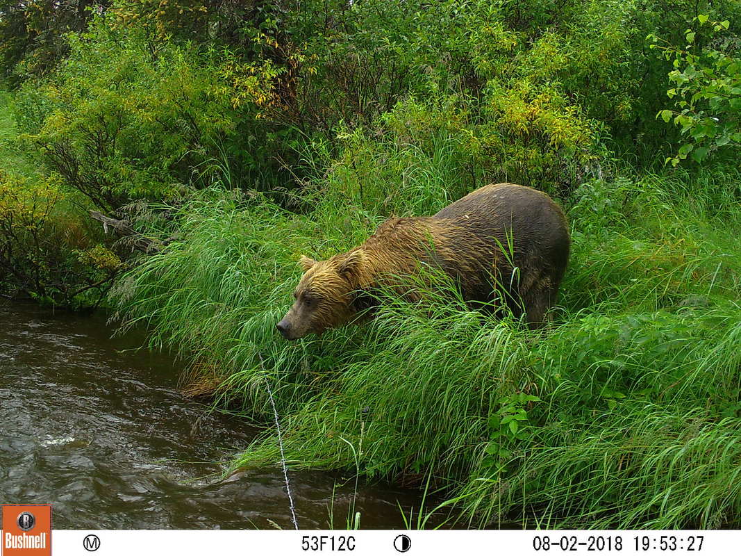 Trail camera photo of bear at stream in natural area