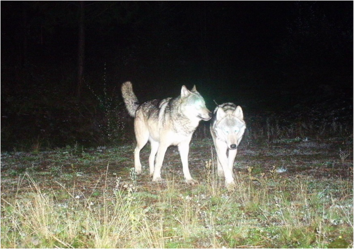 Trail camera photo of two wolves walking through forest at night