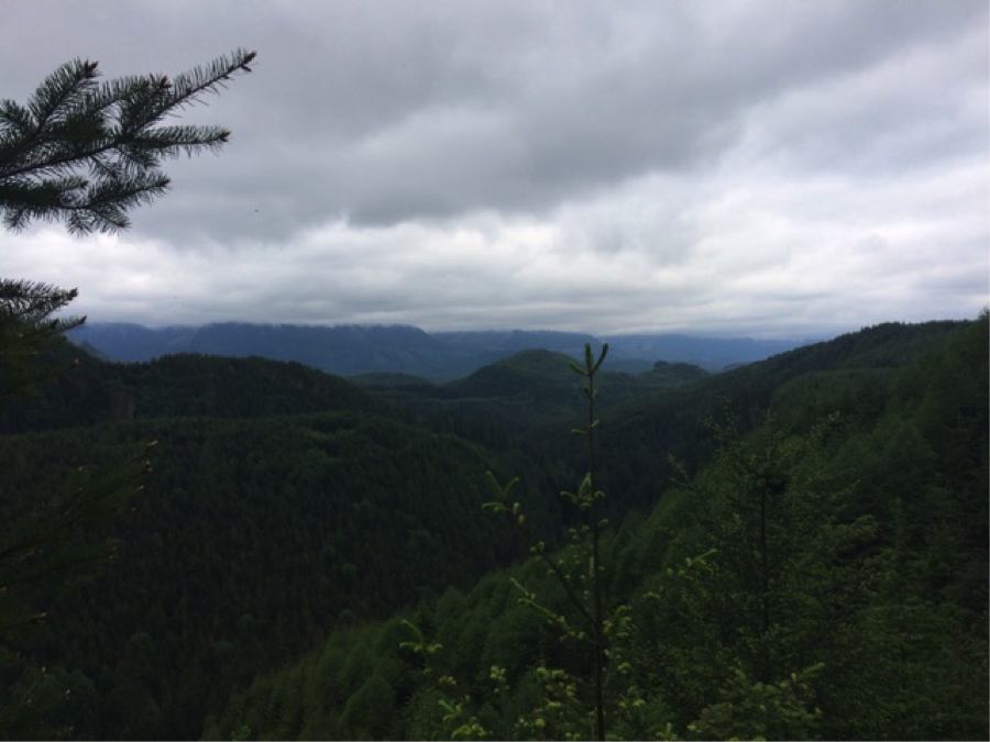View of a cloudy day in the mountains with evergreen trees