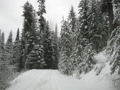 Road through snowy mountain area with tall evergreen trees
