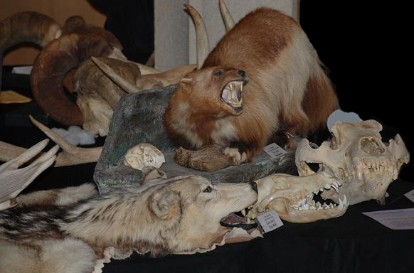 Collection of animal skins and skulls in a natural history museum