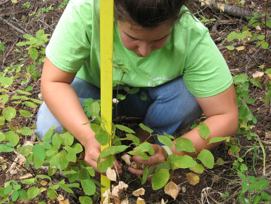 Researcher measuring plants in wooded area