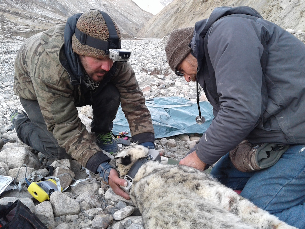 Two researchers fitting a snow leopard with a tracking collar in a rocky area