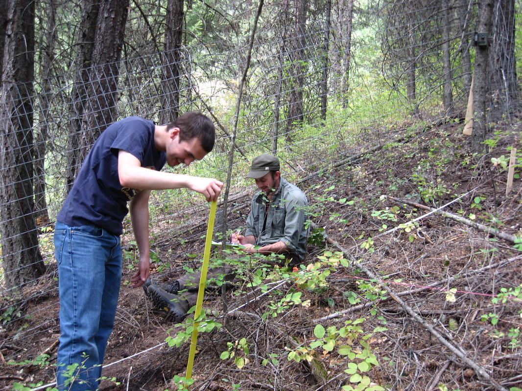 Researchers measuring plants near a fence in wooded area