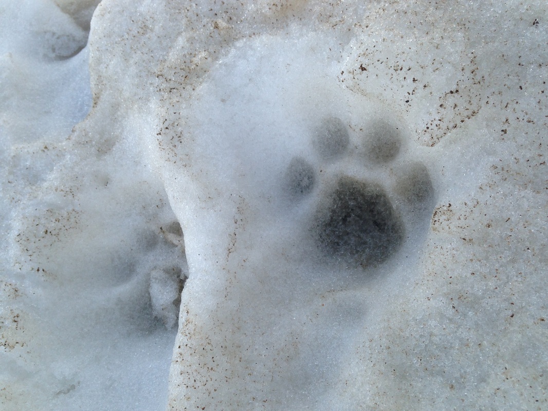 Paw print in dirty snow