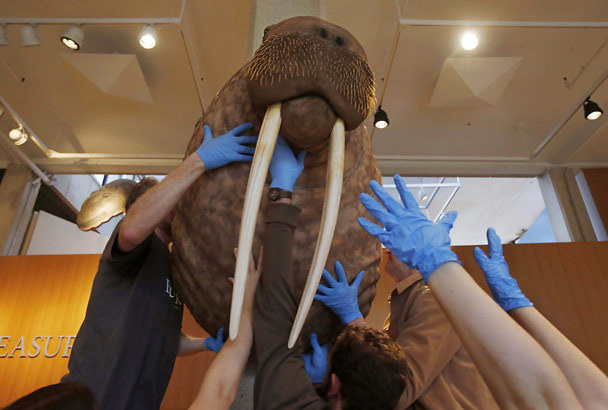 Volunteers moving walrus model in natural history museum