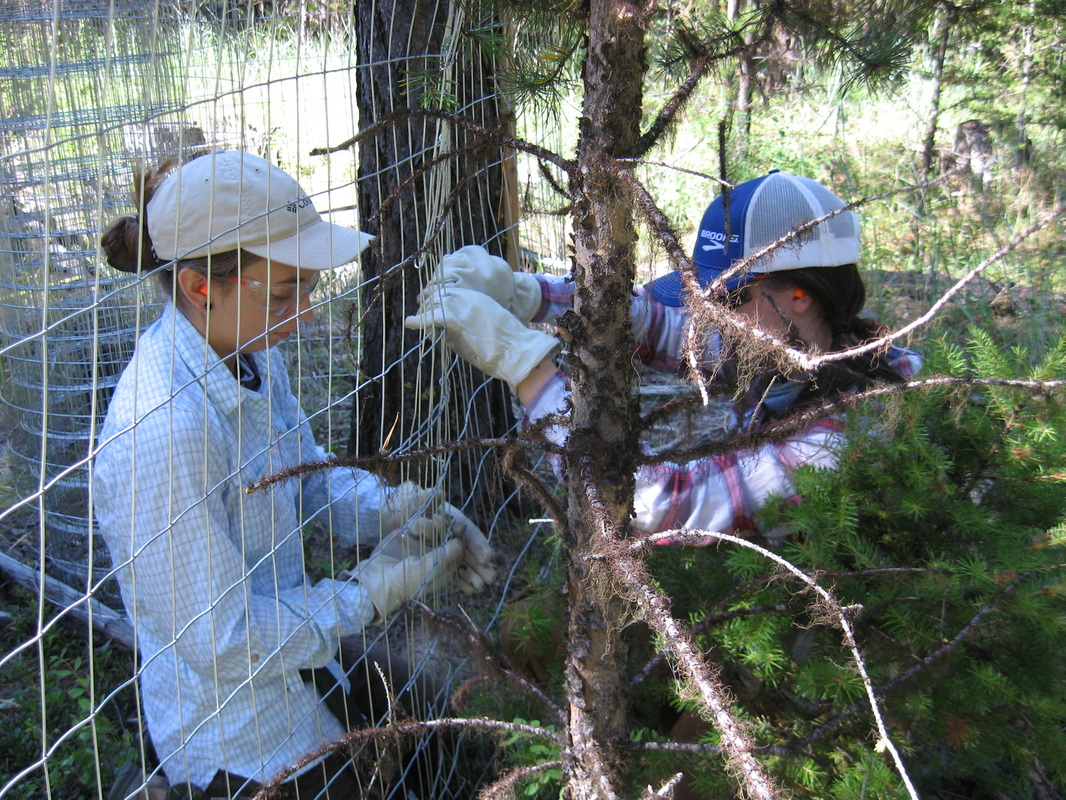Researchers constructing a deer exclosure fence in wooded area