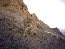 Snow leopard approaching camera in mountain area