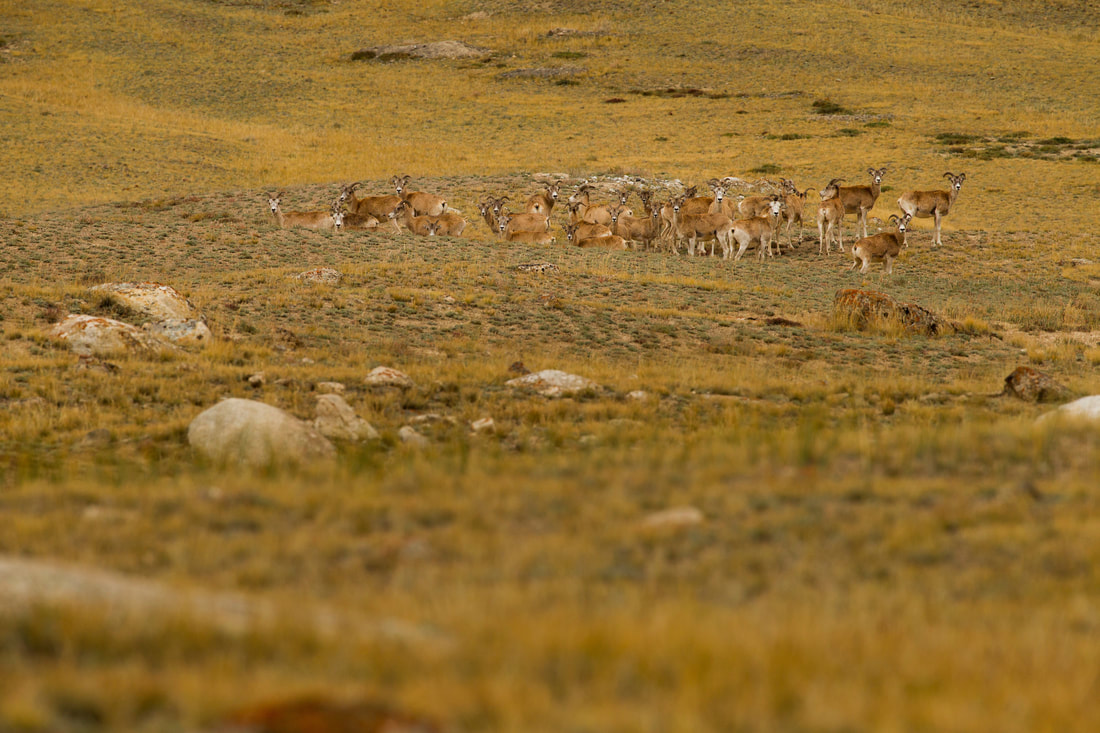 Photo of herd of argali in open dry area