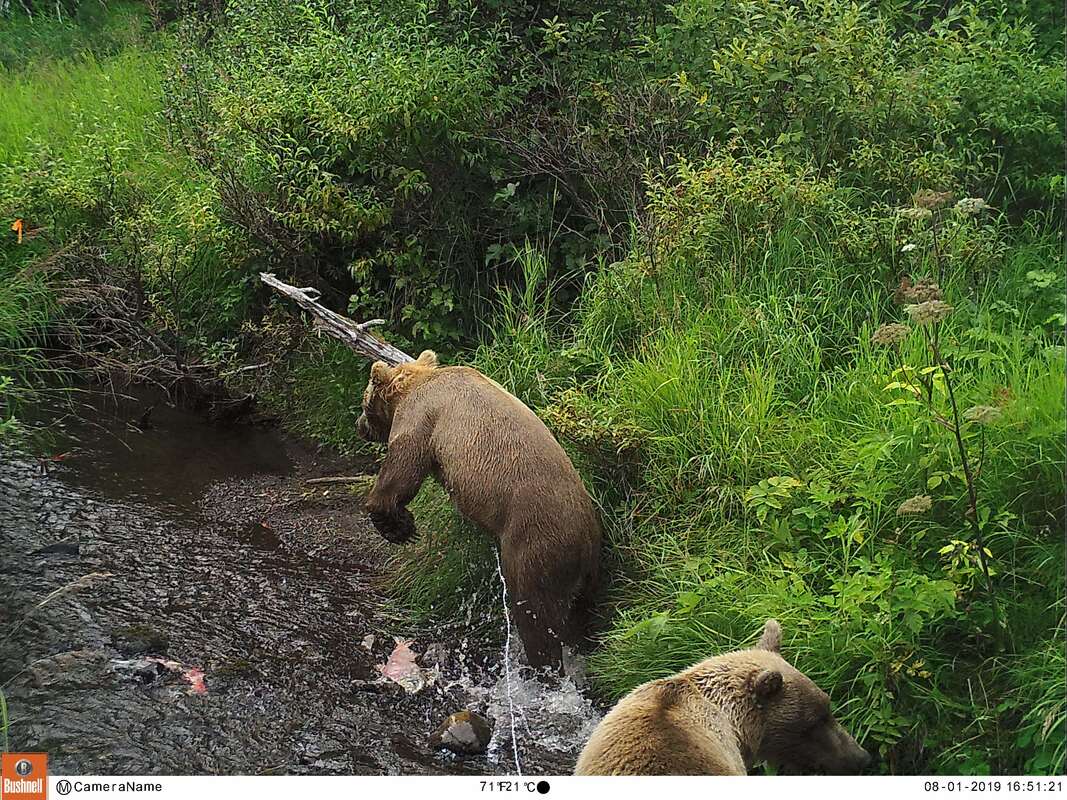Trail camera photo of bears fishing for salmon in river
