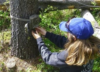 Researcher attaching trail camera to tree