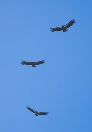 Three California condor flying in sky