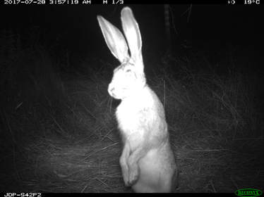 Trail camera photo of black-tailed jackrabbit standing on its hind legs