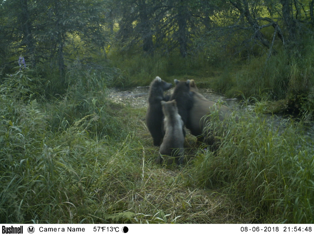 Trail camera photo of bear with two bear cubs at stream in natural area
