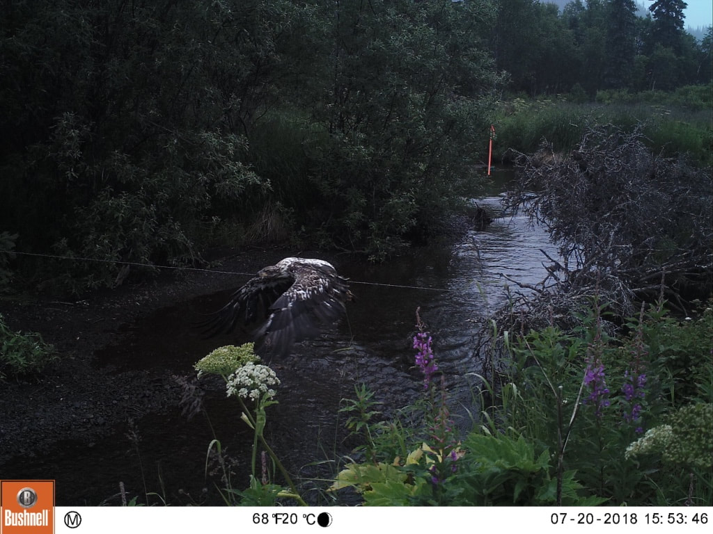 Trail camera photo of bird of prey at stream in natural area