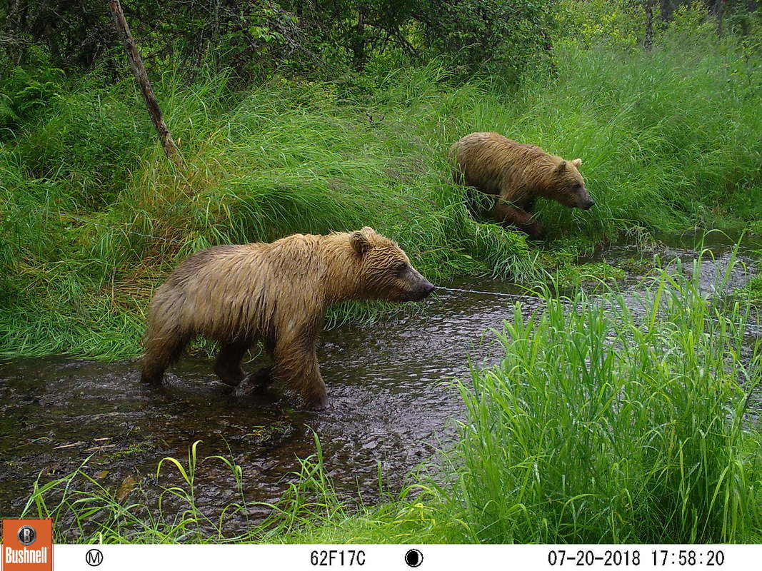 Trail camera photo of two bears at stream in natural area