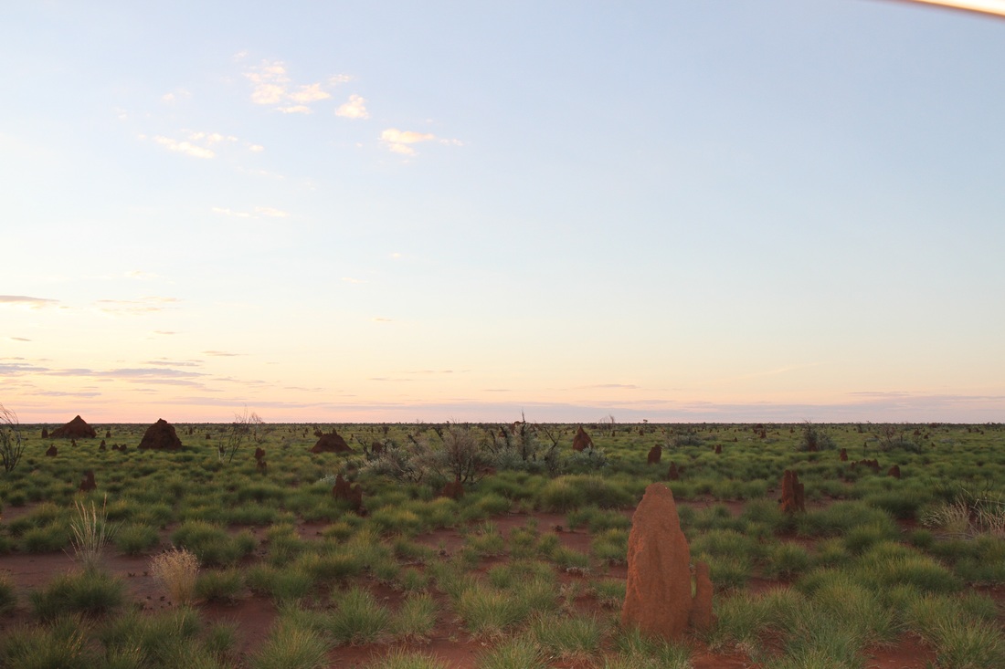 Australian outback with red dirt, termite mounds, and small plants 