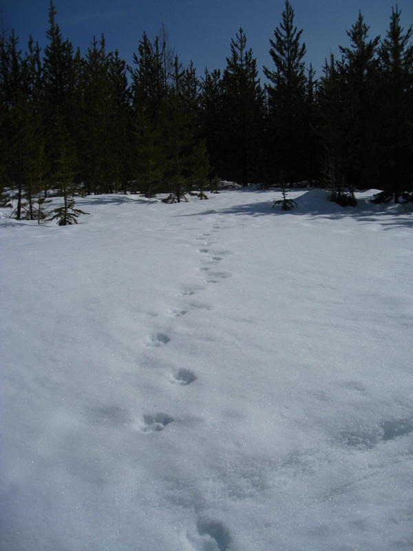 Lynx tracks across snow in forest