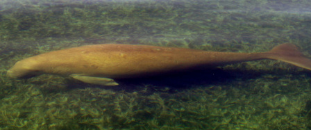 Dugong over a seagrass meadow in Shark Bay