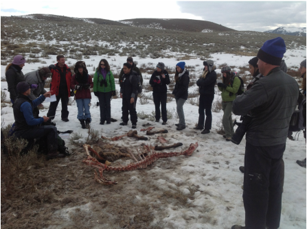 Students observe how Yellowstone wolf project technicians process a wolf kill