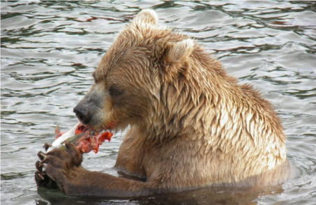 Bearing eating salmon in a body of water