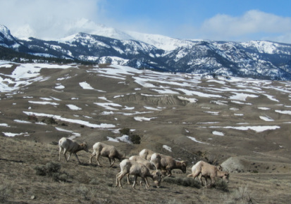 Bighorn sheep in Yellowstone National Park