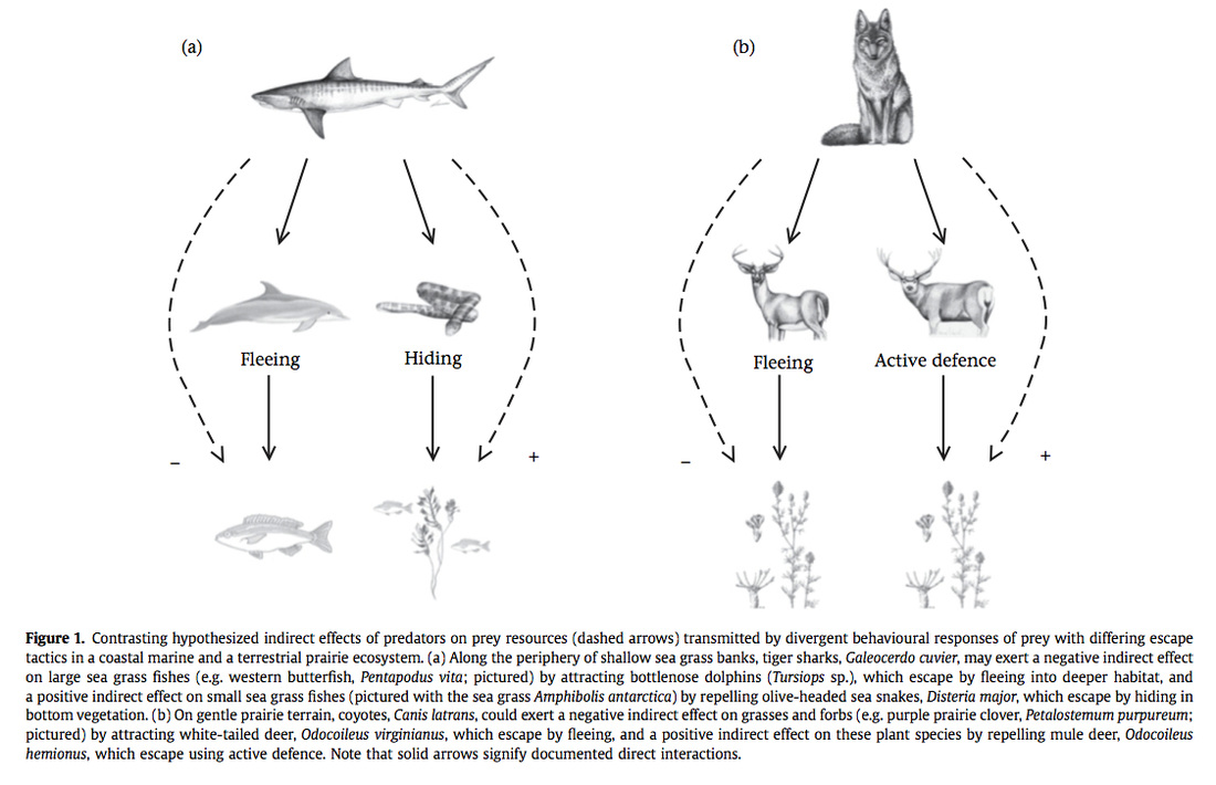 Illustration from research paper comparing indirect effects of predators in marine and terrestrial ecosystems