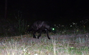 Trail camera photo of black animal with glowing eyes at night