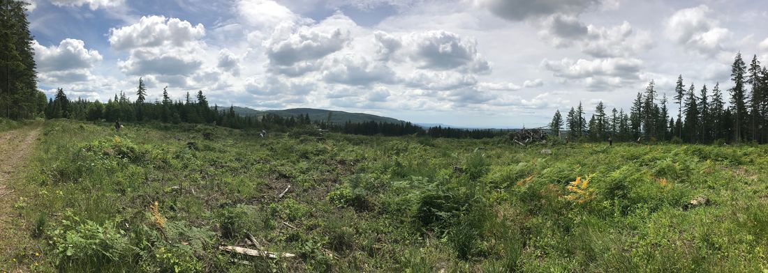 Recent clearcut being sampled by ESRM 304 students with deer fecal pellet transects at the UW Pack Experimental Forest.