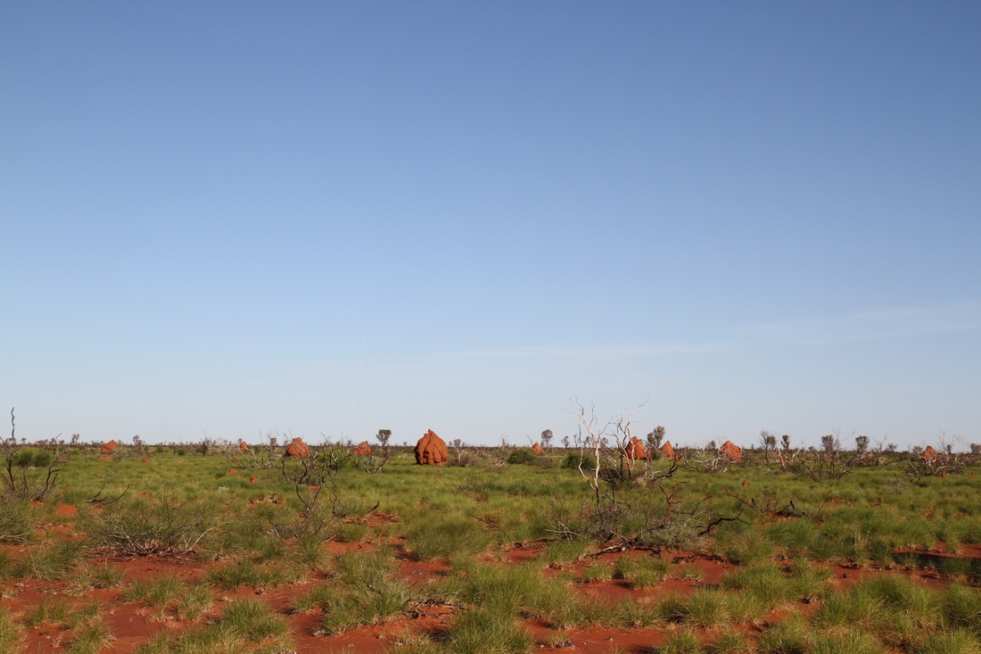Many red termite mounds in Australian outback