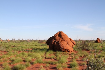 Red termite mound in Australian outback