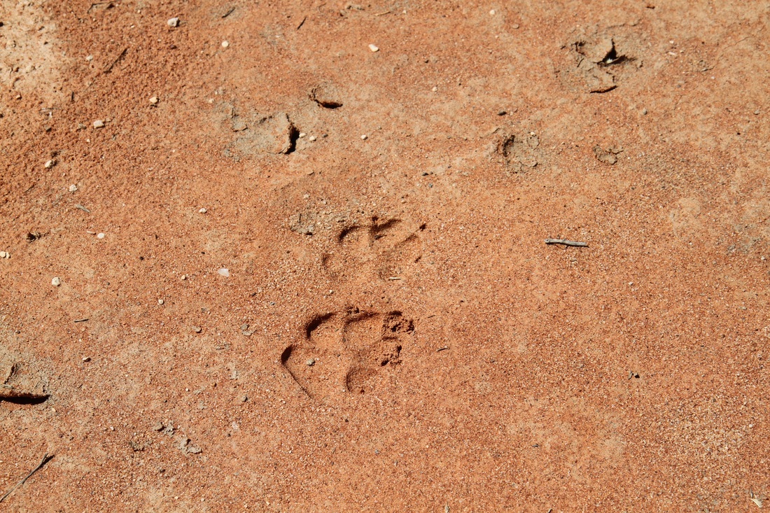 Dingo tracks in red dirt