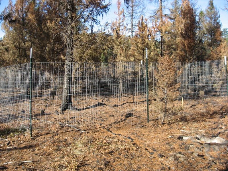 Fence through dry wooded area with trees