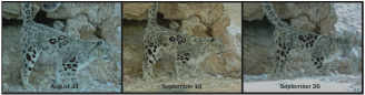 Three trail camera photos of leopards
