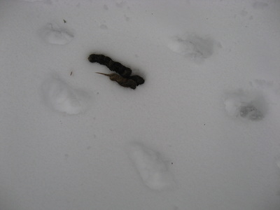 Animal scat sample in the snow