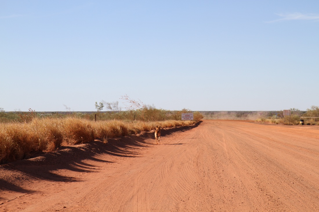 Dingo walking along side of red dirt road in Australian outback
