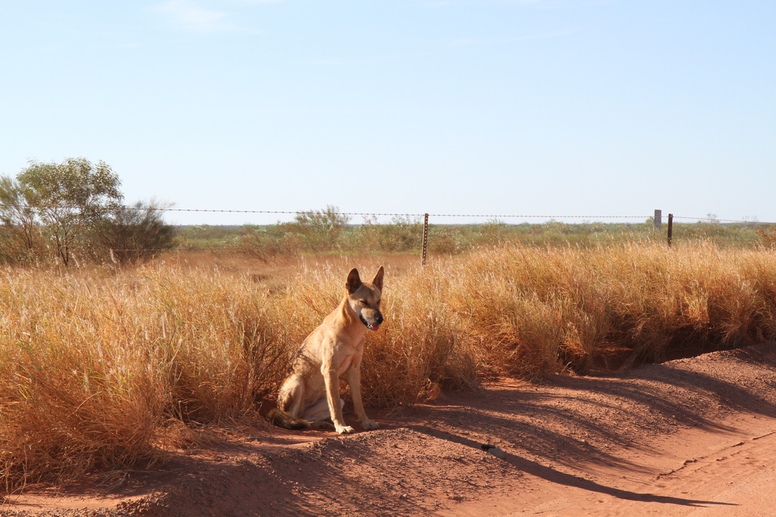 Dingo sitting on side of red dirt road in Australian outback