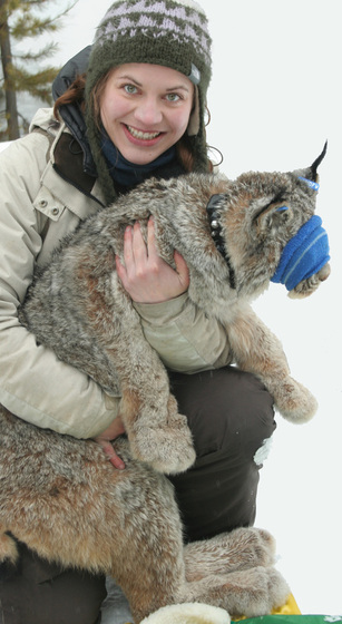Laurel Peelle holding a tranquilized lynx in a snowy wilderness setting