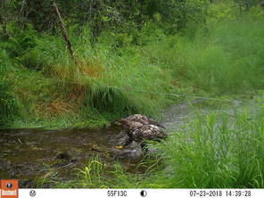 Trail camera photo of bird of prey at stream in natural area