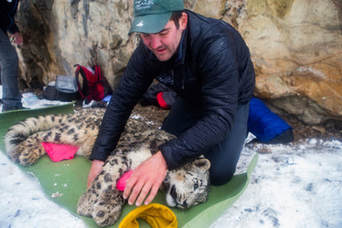 Man handling tranquilized snow leopard as a part of research