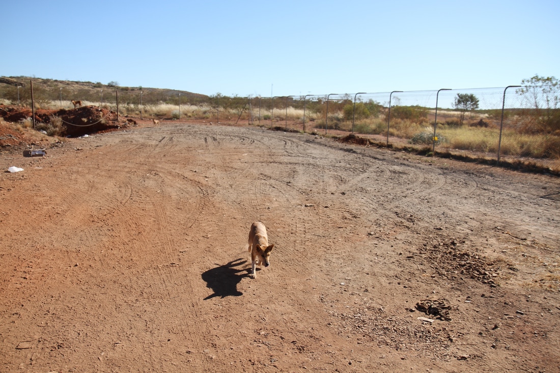Photo of dingo walking through red dirt landscape in Australia's Tanami Desert