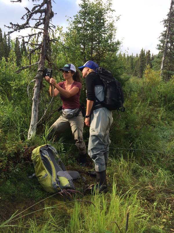 Two researchers attaching trail camera to tree in natural area