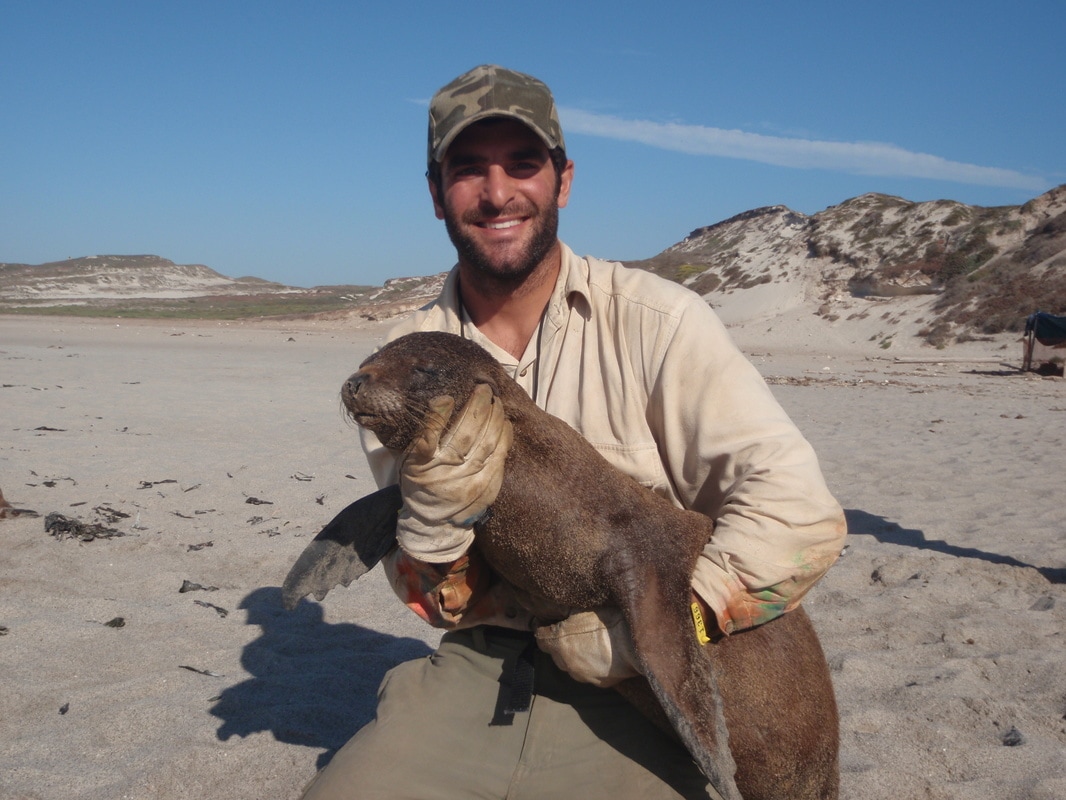Jeff Harris holding a tranquilized sea lion on a beach